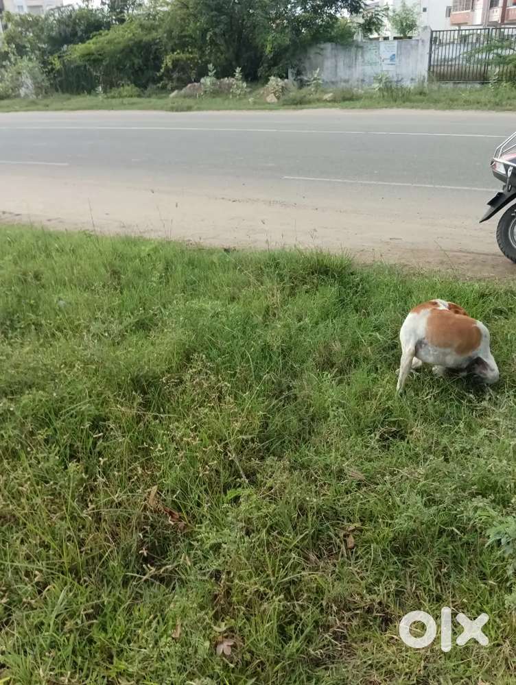 PRIME PROPERTY FOR SALE IN SHOLINGANALLUR NEAR  IIINFOSYS