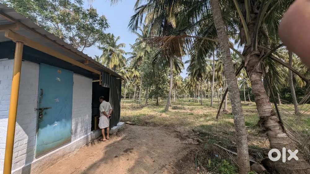13.5 acres with coconut and mango plantation, Rv Pudur, eruthempathy