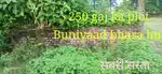 250 gaj ka plot Buniyad bhali and full clean and secure plot