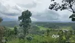8 Acres near Panamaram with tar road access & Kabini river boundary.