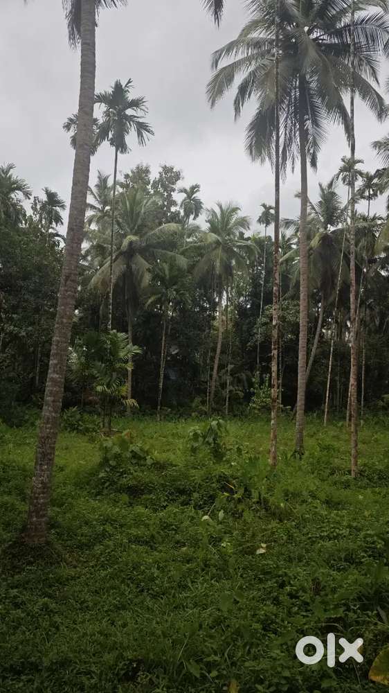 40 cent land in kuttyadi cheriyakumbalam