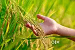 Agriculture kaj ache 2jon lagbe