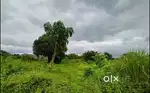Land for rent in veliyavelicham kuthuparambe