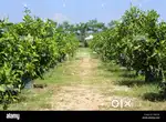 WELL DEVOLEPED AND MAINTENED FARM LAND