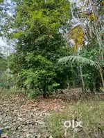 88 cents residential plot for sale in Muhamma
