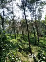 1.7 acre plot with rubber for sale in sulthan bathery..