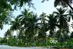 Managed Farm Land for sale just 349/- Call or Whatsapp