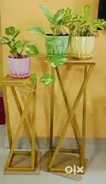 Fresh plants for sale