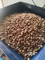 Multi seeds oil expeller