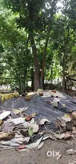 2katha jomi 7lakh (Rajentepothi theke horimondir jawar 2no golite)
