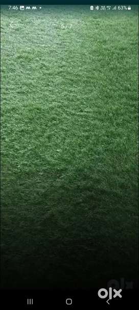 Artificial green grass.