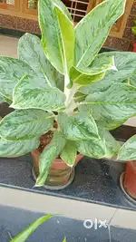 Cute aglonima plnt for sale
