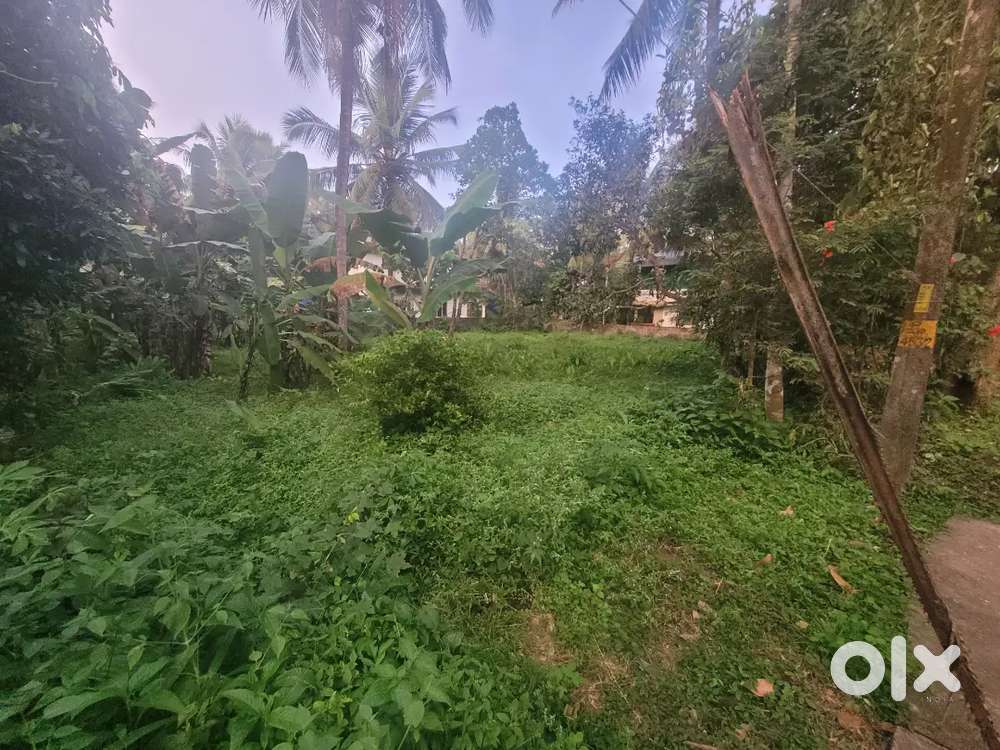 House plot for sale,16 cent(perinthalmanna town)