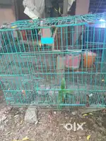 Cage of dog