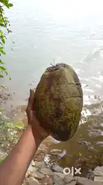 Coconut Thenga