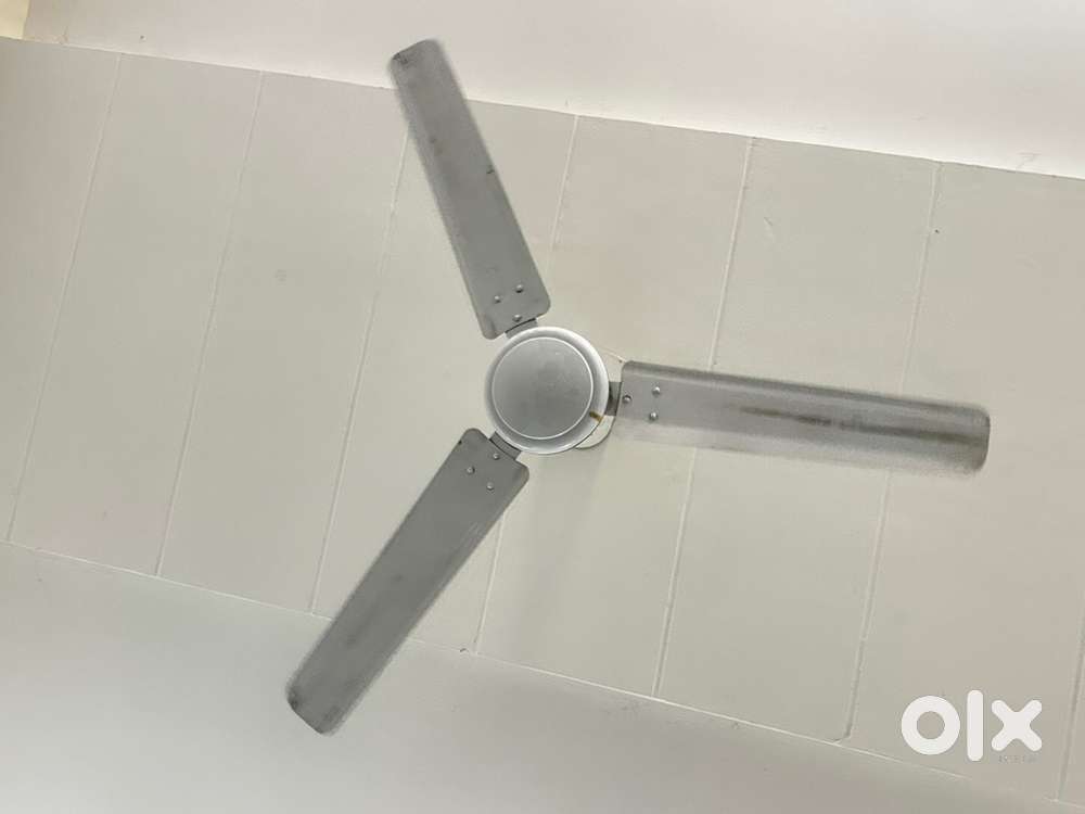 Great white fan 1299