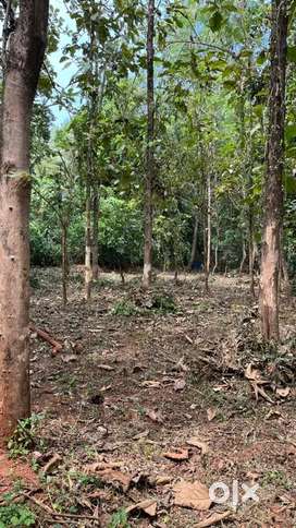 Land for sale in cherukattupuram