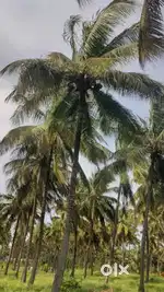 Low purged coconut farm sales