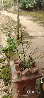 Basil

.. basil