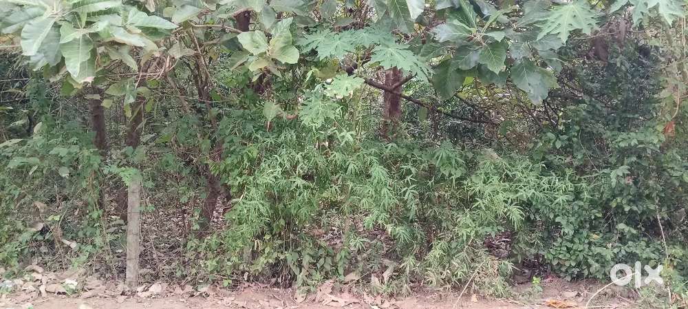 മുത്തപ്പൻകുടം