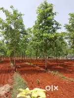 Redsandal Plots