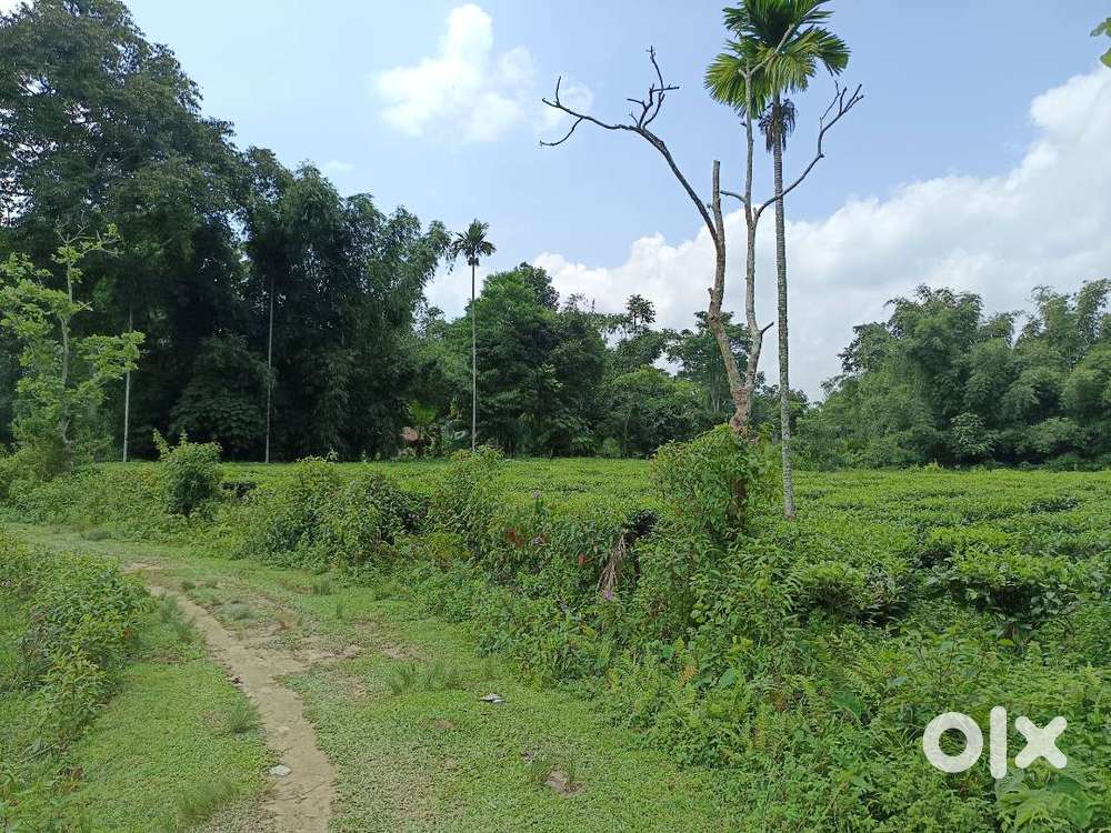 1+3 Bigha Land For Sale 10 Lakh per Bigha