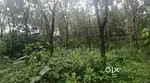 Mundakayam near punchavayal