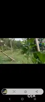 10 bigha farm house with 25k poultry sed