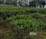 Tea Garden For Sale