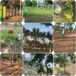 Low budget plots sale walajabath Bus stop near.