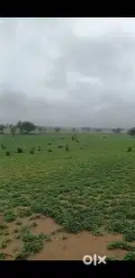 75 Bigha, Agricultural land, Dungargarh, Bikaner