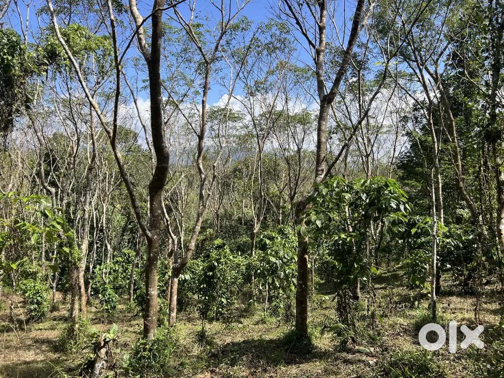 82 CENT HOUSE PLOT FOR SALE IN MANANTHAVADY