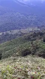 Wayanad Tavinjal panjayath 30 cent view point land selling