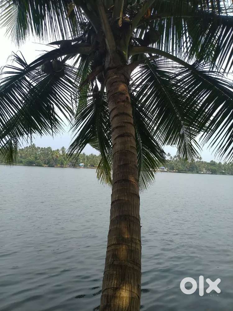 41 Cent Waterfront Land with old house for sale.