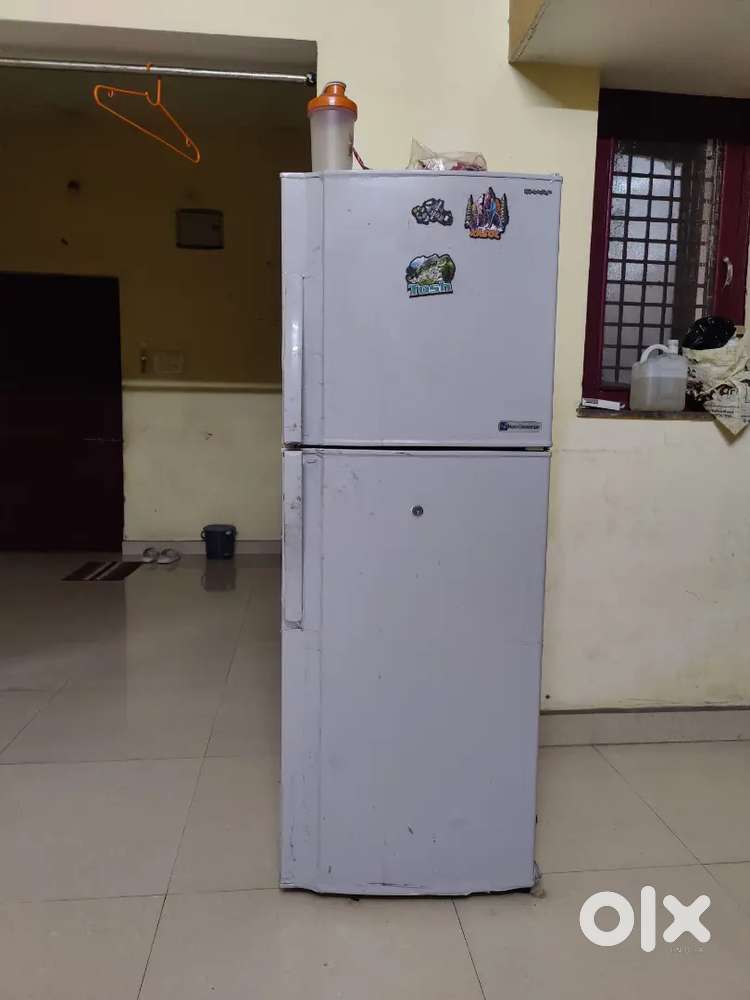 Shark branded fridge