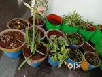 Cement pots