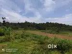 2 Acre Scenic Paddy-Side Plot for Sale in Neervaram Wayanad