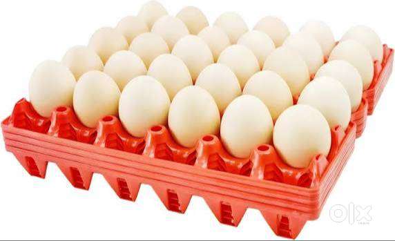 Egg Tray Used