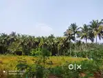3.13-Acre Agricultural Plot with House in Kappiset, Pulpally