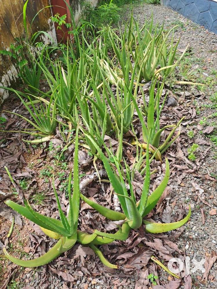Aloevera plants for sale