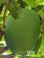 Raw Mangoes For Pickles
