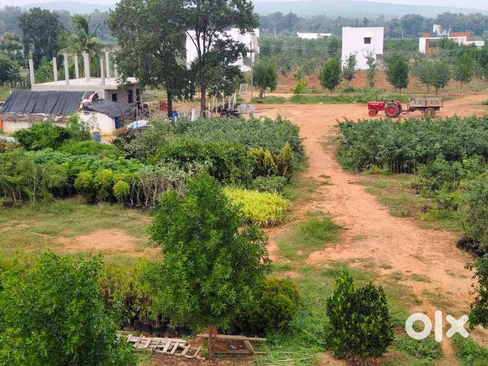 Our new project..Siva Sakthi RED SANDAL WOOD farms... •Highly maint