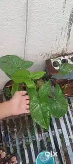 Indoor plants