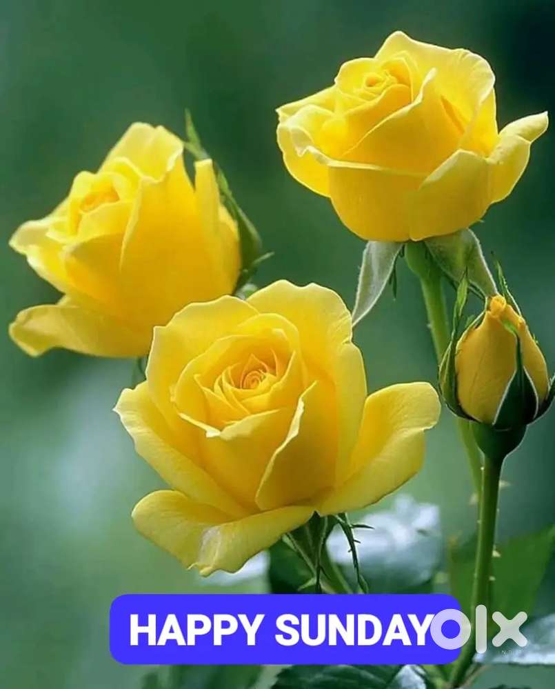 Driver for four vehicle