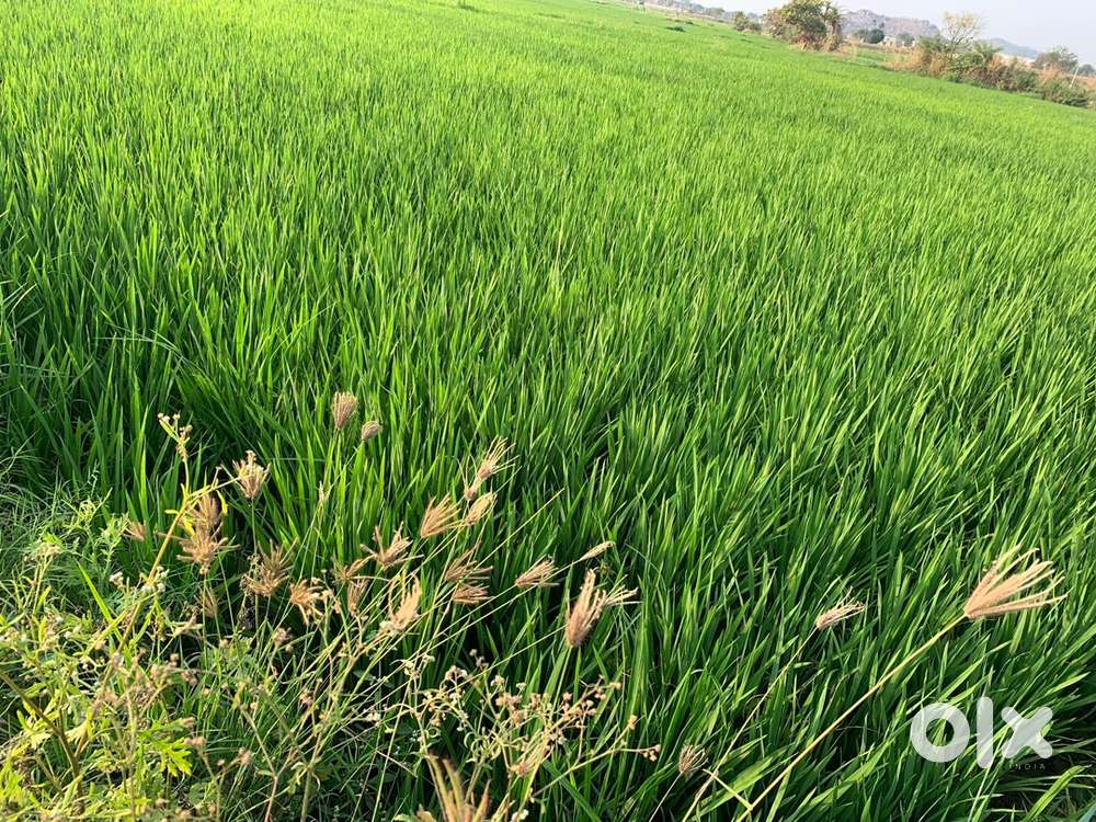 Agricultural Land