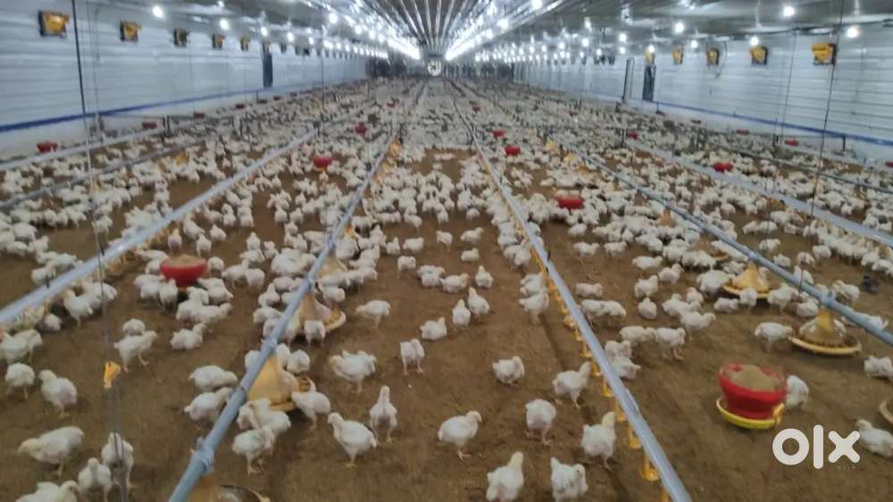 20000 capacity EC poultry farm