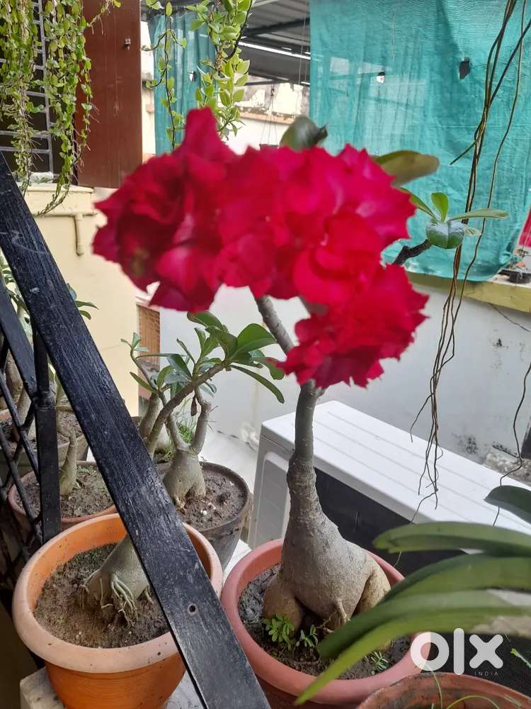 Adenium plant
