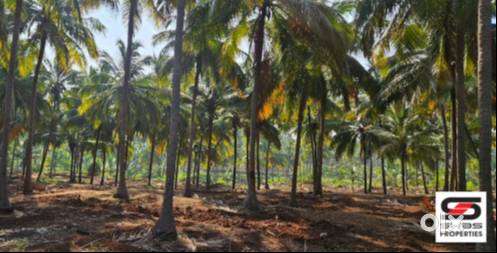 Farmland for sale in Kozhinjampara, Palakkad
