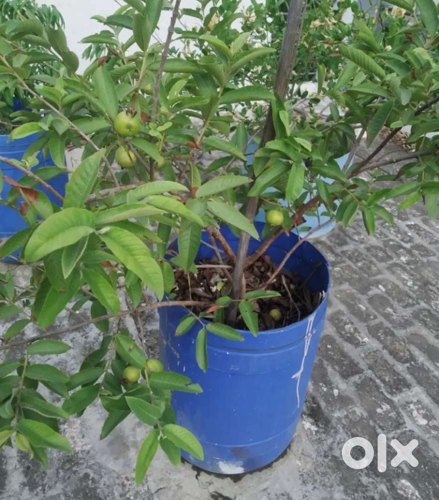 Rooftop organic kitchen garden @20000 instalation and design