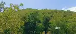 34  Acre Teak trees land for sale